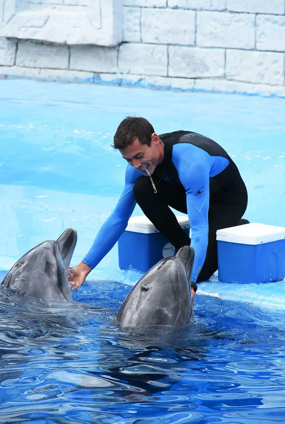 Dolphin Show