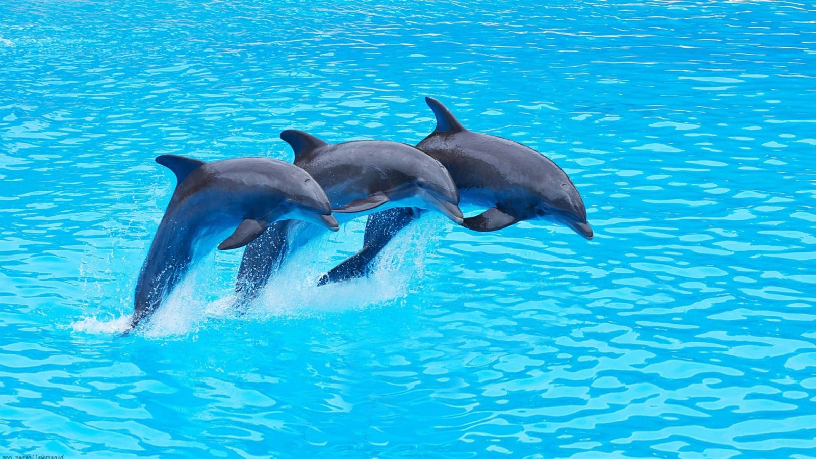 Dolphin Show